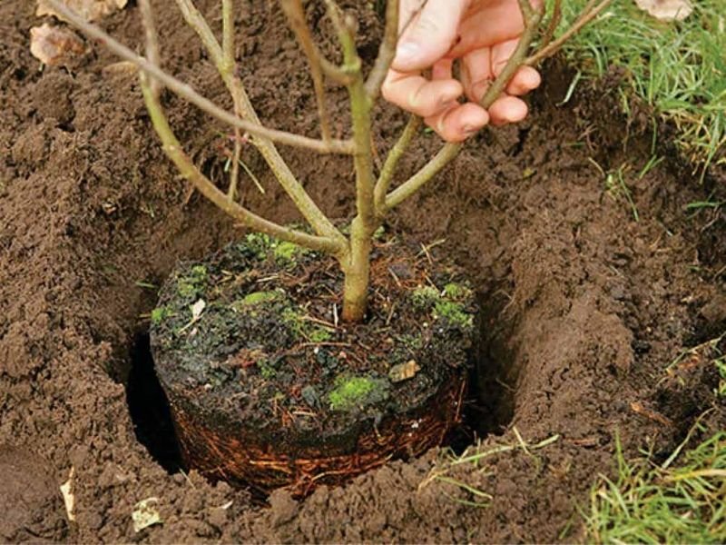 AUGALŲ DYDŽIŲ ŽYMĖJIMAS ŽELDYNŲ PROJEKTUOSE