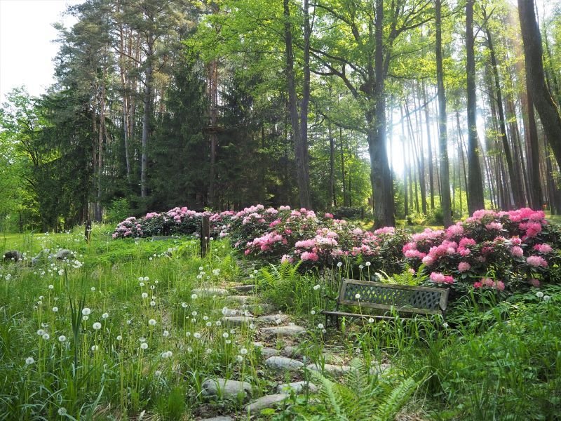 Rododendrai