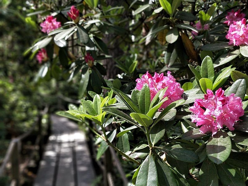 SEMINARAS APIE RODODENDRŲ AUGINIMĄ IR PRIEŽIŪRĄ