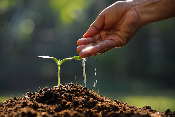 farmer's hand watering a young plant